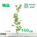 ◎現品発送◎【落葉樹:暖地サクランボ 単木 根巻 1.7m】落葉中高木 桜桃