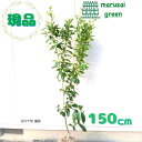 【常緑樹:レモン アレンユーレカ 単木 根巻 1.5m】 常緑中高木 現品