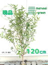 ◎現品発送◎【常緑樹:キンカン 単木 根巻】常緑低木 庭木 植木 シンボルツリー 樹木 目隠し ガーデニング エクステリア 洋風 和風