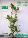 ◎現品発送◎【常緑樹:レモンの木 ビアフランカ 単木 根巻 1.8m】 常緑高木