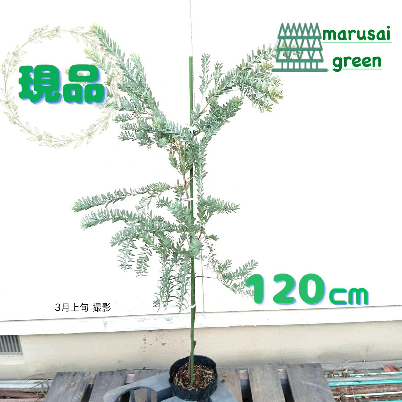楽天市場】アカシア ブルーブッシュ(植木|ガーデニング・農業 楽天市場】アカシア ブルーブッシュ(植木|ガーデニング・農業