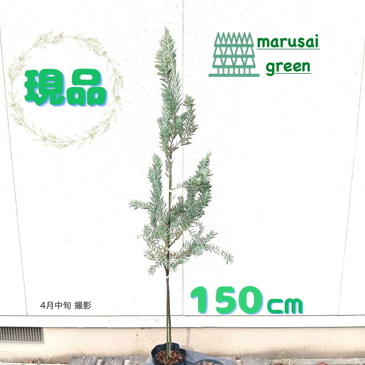 楽天市場】アカシア ブルーブッシュ(植木|ガーデニング・農業 楽天市場】アカシア ブルーブッシュ(植木|ガーデニング・農業