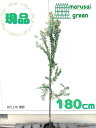 ◎現品発送◎【常緑樹:アカシア・ブルーブッシュ 単木 ポット 1.8m】常緑中高木 庭木 植木 シンボルツリー アカシアコベニー