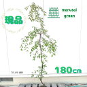 ◎現品発送◎【落葉樹:枝垂れ梅 赤 単木 根巻 1.8m】落葉中高木