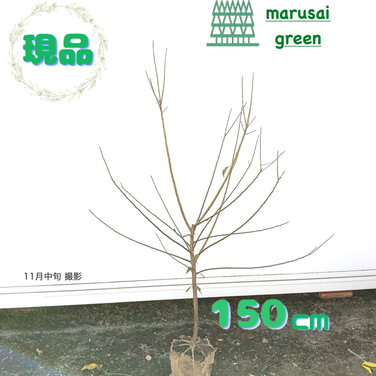 ◎現品発送◎落葉低木庭木植木シンボ...