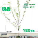 ◎現品発送◎【落葉樹:青軸梅 単木 根巻 1.8m】落葉低木 庭木 植木 シンボルツリー 耐暑性 耐寒性 半日陰