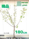 ◎現品発送◎【落葉樹:豊後梅 単木 根巻 1.8m】落葉低木 庭木 植木 シンボルツリー 耐暑性 耐寒性 半日陰 ブンゴ梅