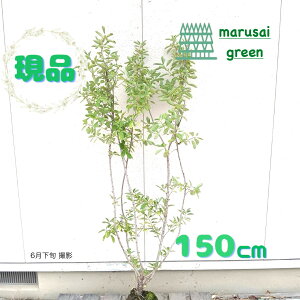 ◎現品発送◎【落葉樹:利休梅 単木 根巻 1.5m】落葉低木 庭木 植木 シンボルツリー 耐暑性 耐寒性 半日陰 ヤナギザクラ リキュウウツギ