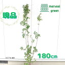 ◎現品発送◎【落葉樹:利休梅 単木 根巻 1.8m】落葉低木 庭木 植木 シンボルツリー 耐暑性 耐寒性 半日陰 ヤナギザクラ リキュウウツギ