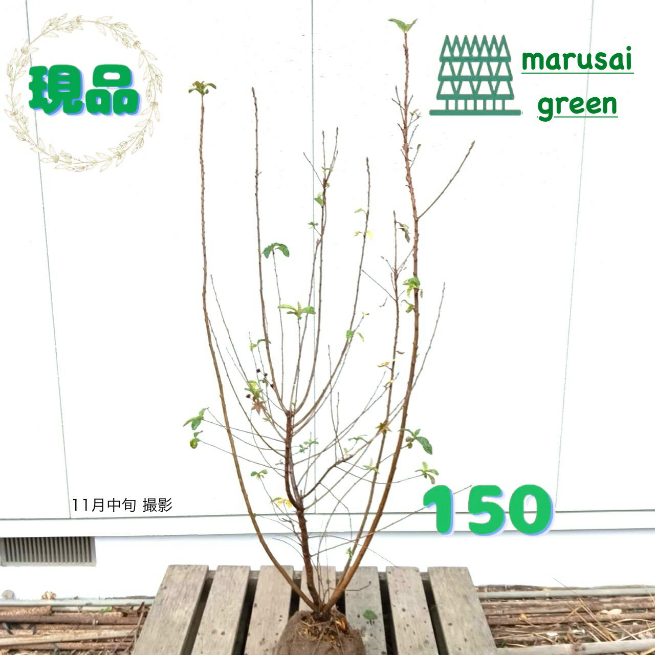 ◎現品発送◎落葉低木庭木植木シンボ...