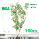 ◎現品発送◎【落葉樹:雲竜梅 単木 根巻 1.5m】落葉中高木