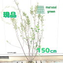 ◎現品発送◎【落葉樹:アロニア クックベリー株 根巻 1.5m】落葉樹 落葉中高木 庭木 植木