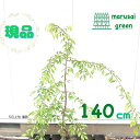 ◎現品発送◎【落葉樹:仙台枝垂れ桜 八重咲き 単木 根巻 1.4m】落葉低木 広葉樹 庭木 植木 樹木 植樹 植栽 シンボルツリー さくら