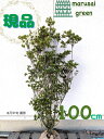 ◎現品発送◎【常緑樹:久留米ツツジ ハナアソビ 根巻 100cm】常緑低木 植木 庭木 シンボルツリー クルメ 花遊び 花あそび
