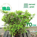 ◎現品発送◎【常緑樹:久留米ツツジ ホンキリシマ 根巻 70cm】常緑低木 植木 庭木 シンボルツリー クルメ 本霧島