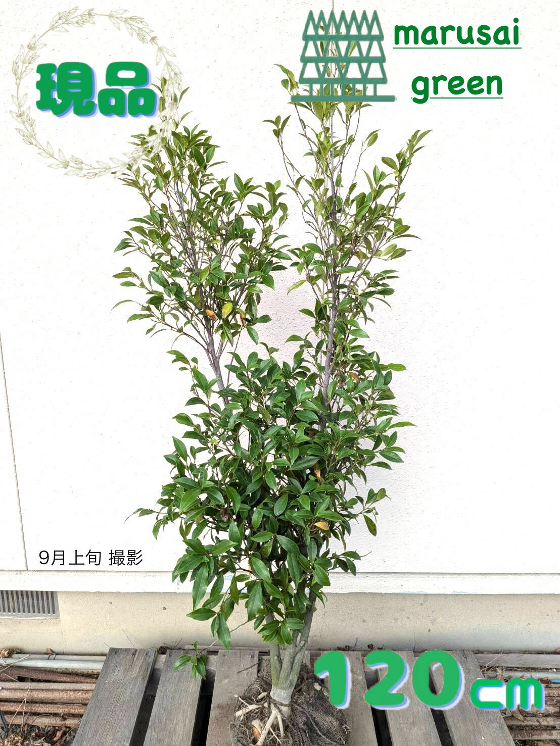 ◎現品発送◎【常緑樹: カラタネオガタマ ポートワイン 赤 単木 根巻 1.2m】常緑中高木 庭木 植木 シンボルツリー トウオガタマ バナナの香り 目隠し ガーデニング エクステリア