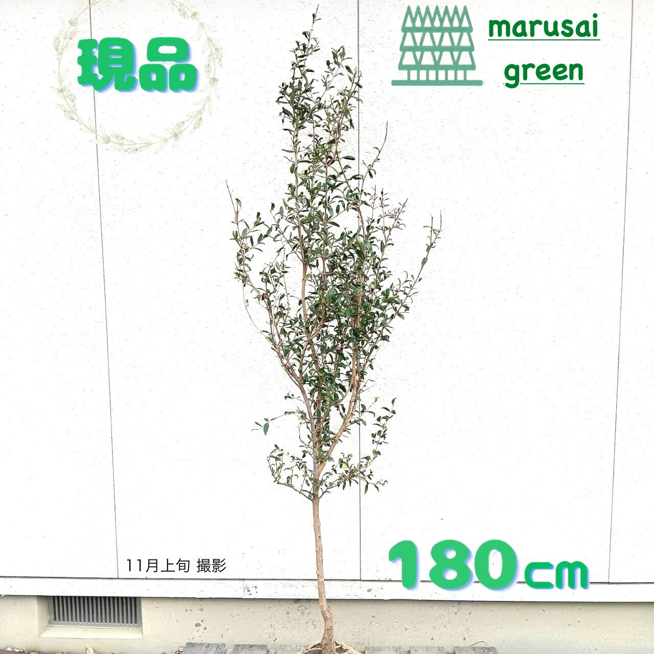 ◎現品発送◎落葉高木庭木植木樹木シ...