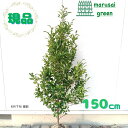 ◎現品発送◎【常緑樹:本サカキ 単木 根巻 1.5m】常緑中低木 広葉樹 庭木 植木 シンボルツリー 半日陰 耐陰性 暑さに強い