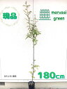 ◎現品発送◎【落葉樹:朝倉山椒 単木 ポット 1.8m】落葉低木 庭木 植木 シンボルツリー トゲなし実サンショウ 庭植え 目隠し ガーデニング エクステリア ...