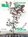 ◎現品発送◎【 落葉樹:紅葉スモモ ハリウッド 単木 根巻 1.5m】 落葉高木