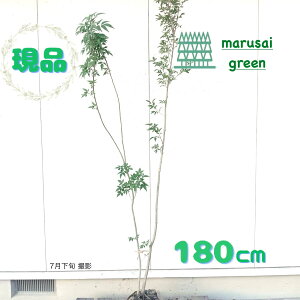 ◎現品発送◎【 落葉樹:青ダモ 2本立ち 根巻 1.8m 】 落葉高木 落葉樹 広葉樹 アオダモ 苗木 植木 庭木 コバノトネリコ シンボルツリー 樹木 植樹 苗 販売 垣根 生け垣 目隠し 植栽 ガーデニング 和風 洋風 屋外 エクステリア 記念樹 観葉植物 大きい 大型 180cm おしゃれ
