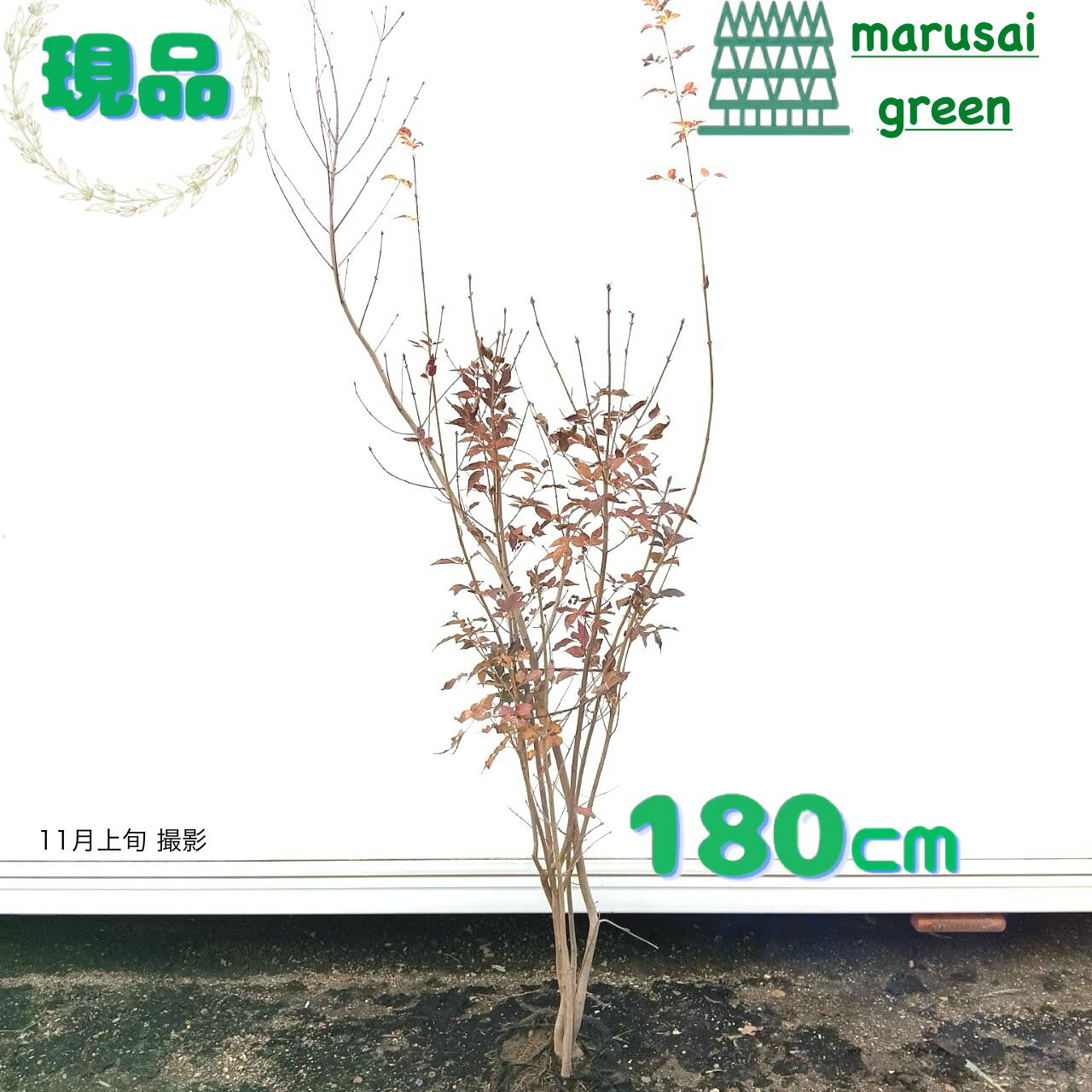 ◎現品発送◎【 落葉樹:青ダモ 株 根巻 1.8m 】 落葉高木 落葉樹 広葉樹 アオダモ 苗木 植木 庭木 コバノ..