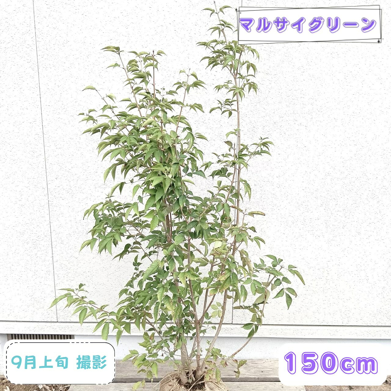 楽天市場】アオダモ 現品発送の通販