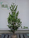 ◎現品発送◎【常緑樹:本サカキ 単木 根巻 1.2m】常緑中低木 広葉樹 庭木 植木 シンボルツリー 半日陰 耐陰性 暑さに強い