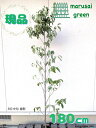 ◎現品発送◎【落葉樹:ハナミズキ 赤 単木 根巻1.8m】落葉高木 落葉樹 花木 植木 庭木 シンボルツリー はなみずき 苗 苗木 花水木 植樹 赤色 赤い 花...