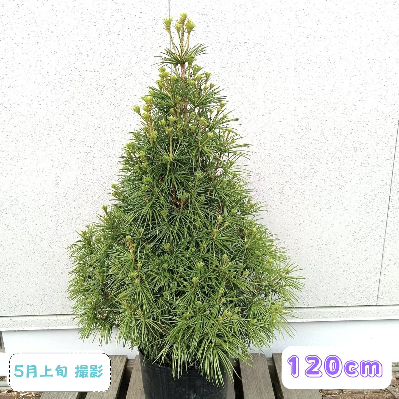 楽天市場】針葉樹（植木｜ガーデニング・農業）：花・ガーデン・DIYの通販