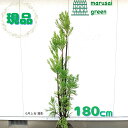 ◎現品発送◎【常緑樹:台杉 単木 根巻 1.8m】 常緑高木 針葉樹