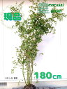 ◎現品発送◎【落葉樹:イロハモミジ 株 根巻 1.8m】 落葉高木 落葉樹 シンボルツリー 紅葉 庭木 植木 樹木 植栽 植樹 いろはもみじ モミジ カエデ 耐...