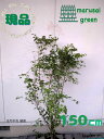 ◎現品発送◎【落葉樹:イロハモミジ 株 根巻 1.5m】落葉中高木 庭木 植木 シンボルツリー