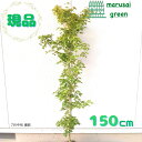 ◎現品発送◎【落葉樹:美峰(ビホウ)モミジ 単木 根巻 1.5m 】落葉中高木