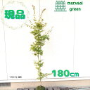 ◎現品発送◎【☆落葉樹:美峰(ビホウ)モミジ 単木 根巻 1.8m】落葉高木