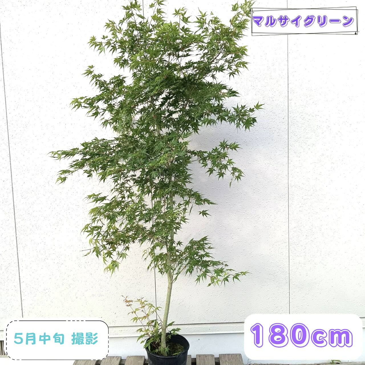 楽天市場】イロハモミジ 現品の通販