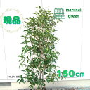◎現品発送◎【常緑樹:キンモクセイ 単木 根巻 1.5m】 常緑中高木 庭木 植木 シンボルツ