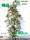 ◎現品発送◎【 常緑樹:キンモクセイ 単木 根巻 1.8m 】常葉高木 庭木 植木 樹木 庭植え 植栽 植樹 植物 お花 耐暑性 耐寒性 販売 シンボルツリー ...