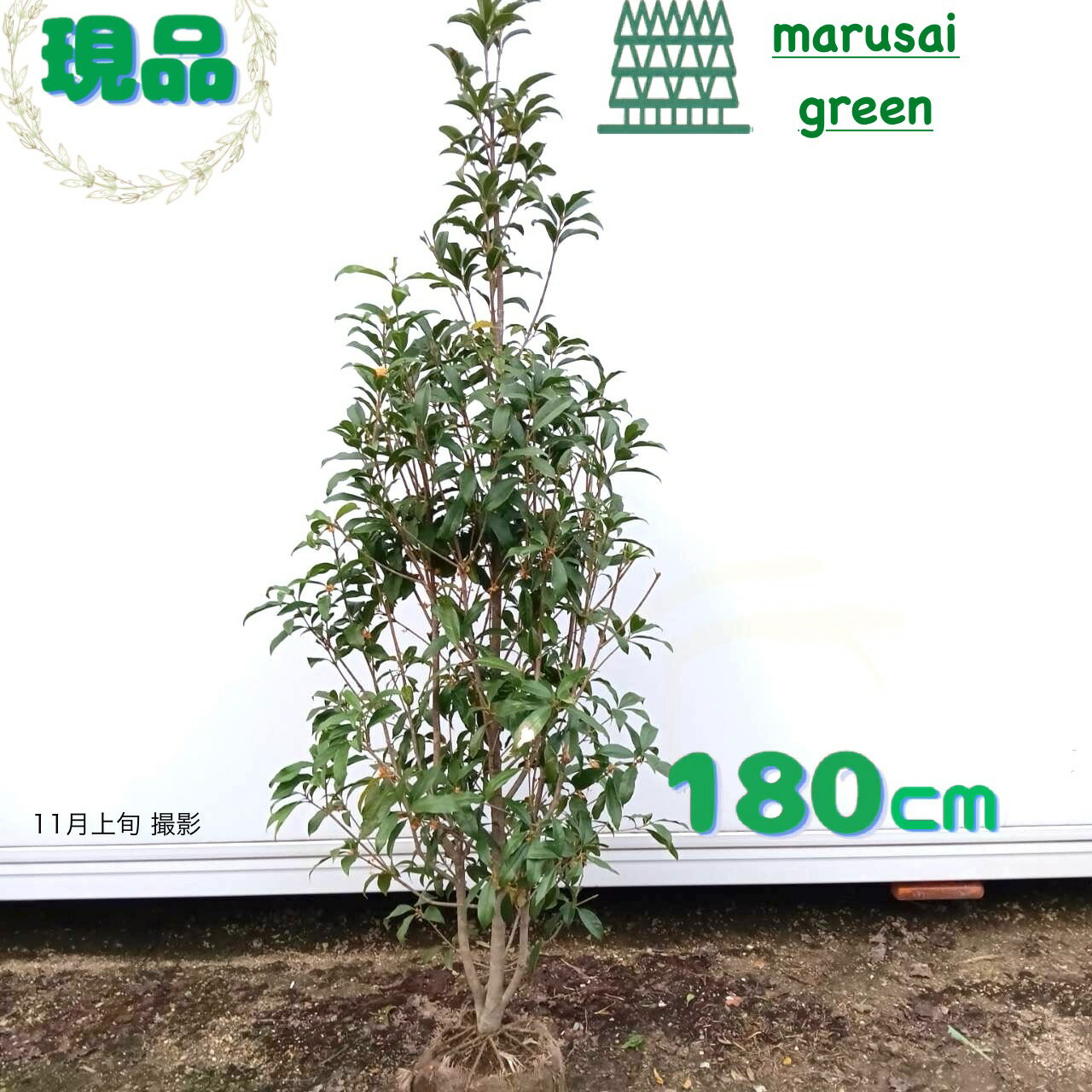 ◎現品発送◎【 常緑樹:キンモクセイ 単木 根巻 1.8m 】常葉高木 庭木 植木 樹木 庭植え 植 ...