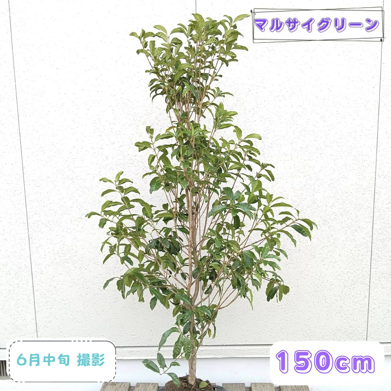 ◎現品発送◎【常緑樹:キンモクセイ 単木 根巻 1.5m】 ...