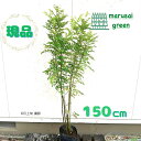◎現品発送◎【常緑樹: シマトネリコ 株 ポット 1.5m】常緑中高木 庭木 植木 シンボルツリー 庭植え 目隠し ガーデニング エクステリア 記念樹 誕生記念...
