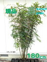 ◎現品発送◎【常緑樹:シマトネリコ 株 根巻 1.8m】常緑高木 庭木 植木 シンボルツリー 庭植え 目隠し ガーデニング エクステリア お庭 玄関 ガーデン 園芸 樹木 植栽 植物 耐暑性 耐寒性 おしゃれ オシャレ 洋風 和風 販売 記念樹 お祝い 大きい 大型