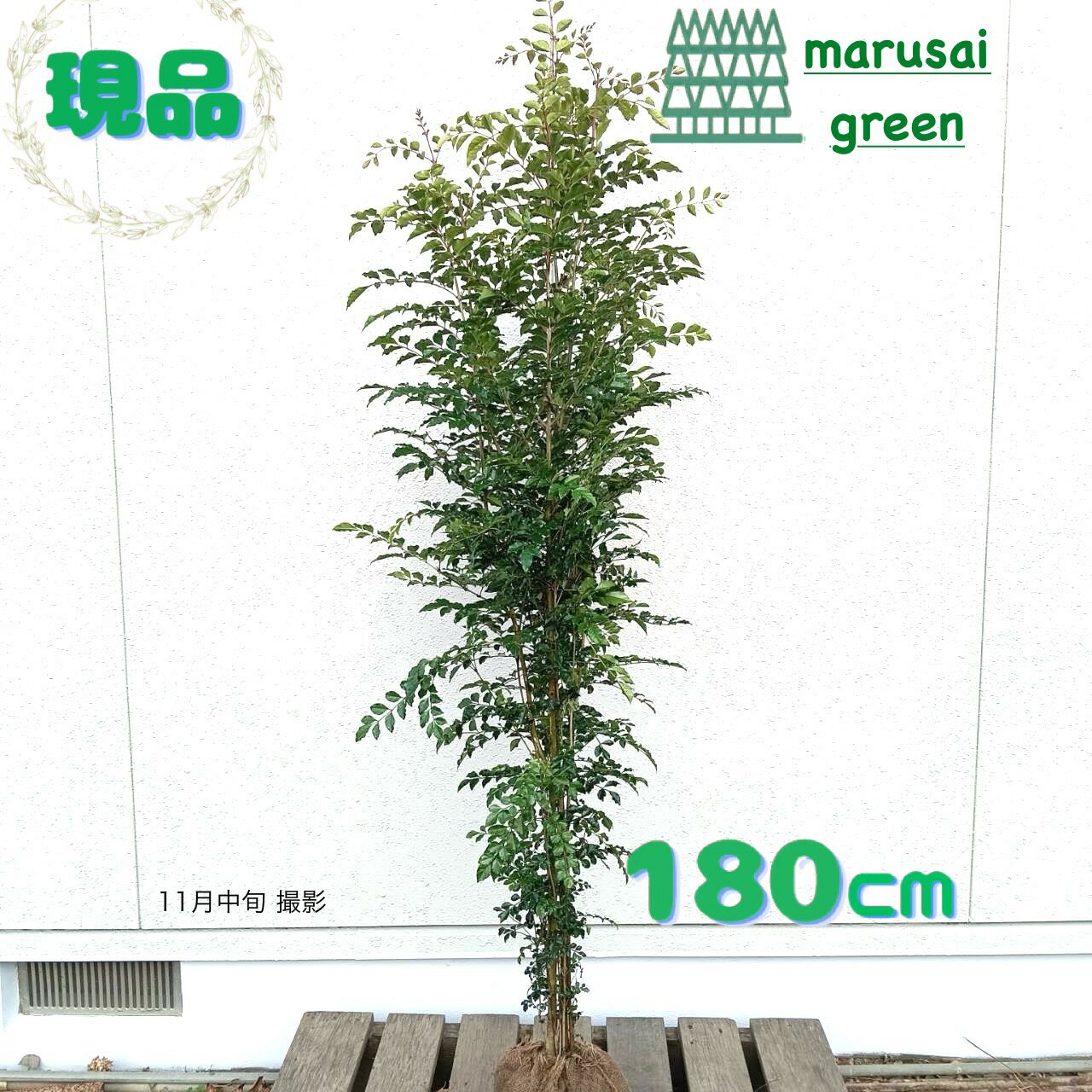 ◎現品発送◎【常緑樹:シマトネリコ 株 根巻 1.8m】常緑高木 庭木 植木 シンボルツリー 庭植え 目隠し 隣家 ガーデニング エクステリア お庭 玄関 ガーデン 園芸 樹木 植栽 植樹 屋外 植物 耐暑性 耐寒性 おしゃれ オシャレ 洋風 和風 販売 記念樹 お祝い 大きい 大型