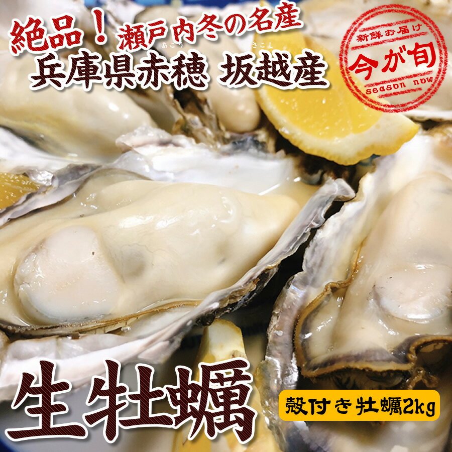 ＊【送料無料】【生食OK】2023年 兵庫県 赤穂坂越産(あこうさこし）の生牡蠣セット（殻付き牡蠣2 ...