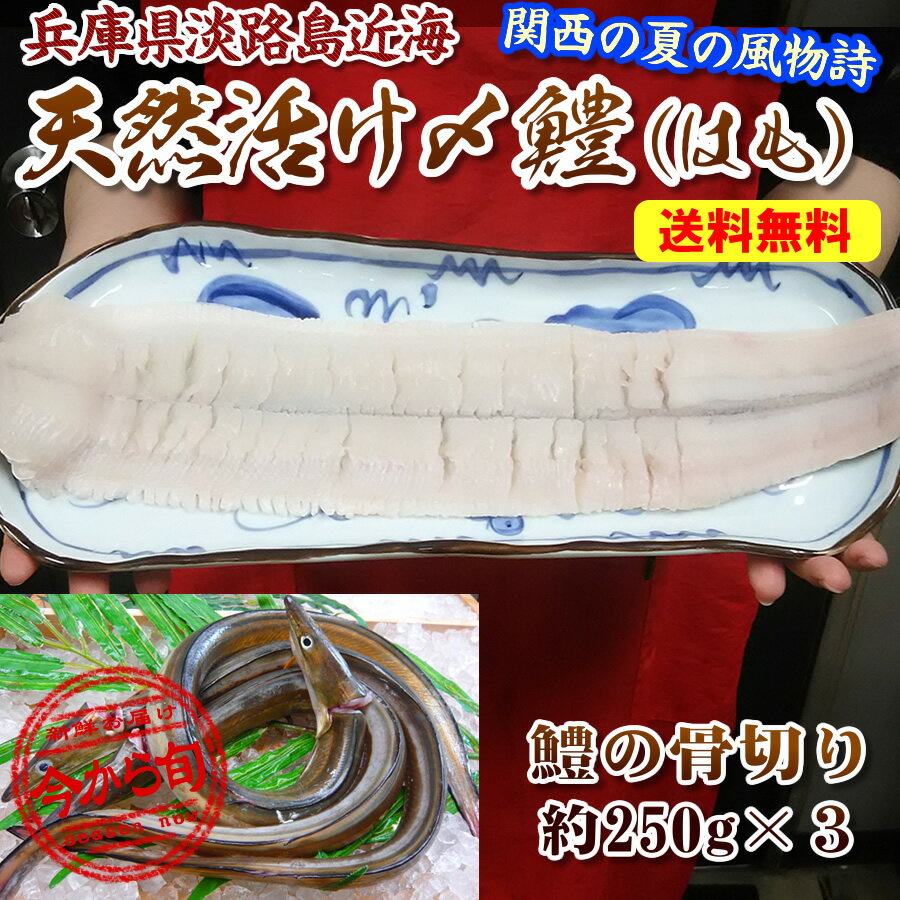 【送料無料】マルサ財木のプロ投票1位のハモ【神戸中央卸売市場でさばいて急速冷凍】兵庫県淡路島産 ワン ...