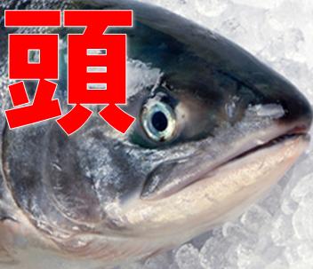 ★新物入荷しました！【天然！無塩！鮮度に感動】鮭の頭・カマ付き3個入り(合計約1kg 真空包装ではないです！）　【さけ シャケ 鮭頭 あら かま なます さけの頭 氷頭 しもつかれ】