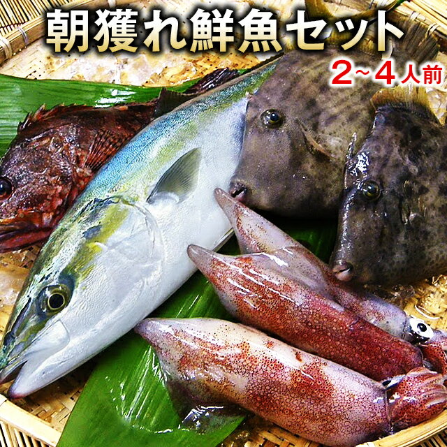 【送料無料】朝獲れ鮮魚通常セット★五島列島より活〆鮮魚を直送★【4,000円】【税込】【smtb-ms】