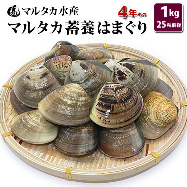 【送料無料】蓄養はまぐり　4年もの5cm〜6cmサイズ蛤(ハマグリ)1kg(25粒前後)入♯貝 はま ...