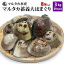 【送料無料】蓄養大はまぐり　8年もの6cm〜8cmサイズ蛤(ハマグリ)2kg（26粒前後）入♯はまぐり ハマグリ 蛤 バーベキュー 海鮮 海鮮バーベキュー 直送 特大 貝