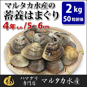 【送料無料】蓄養はまぐり　4年もの5cm〜6cmサイズ蛤(ハマグリ)2kg（50粒前後）入♯貝 はまぐり ハマグリ 蛤 バーベキュー 海鮮 海鮮バーベキュー 直送